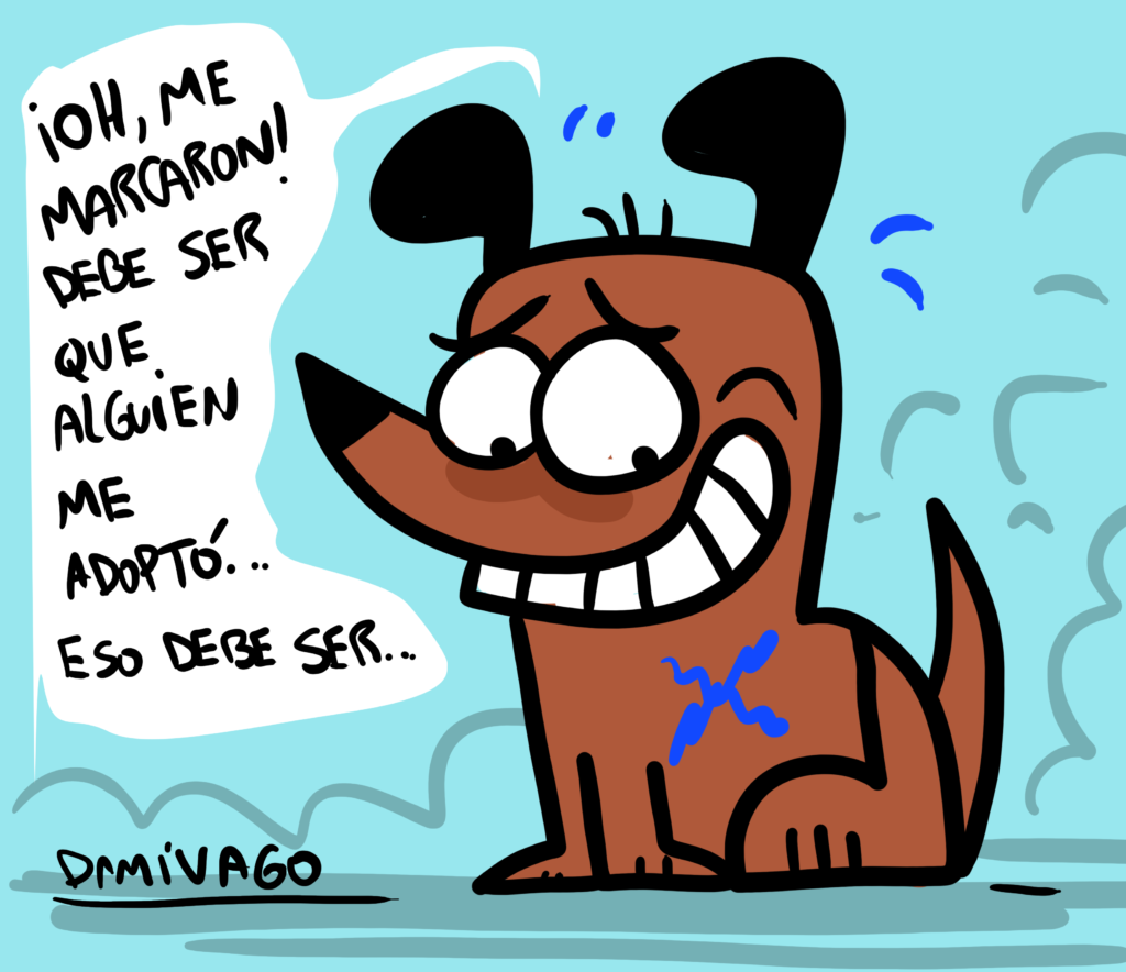 La inocencia de los perritos: Nuevo caso de maltrato animal en Puerto Montt